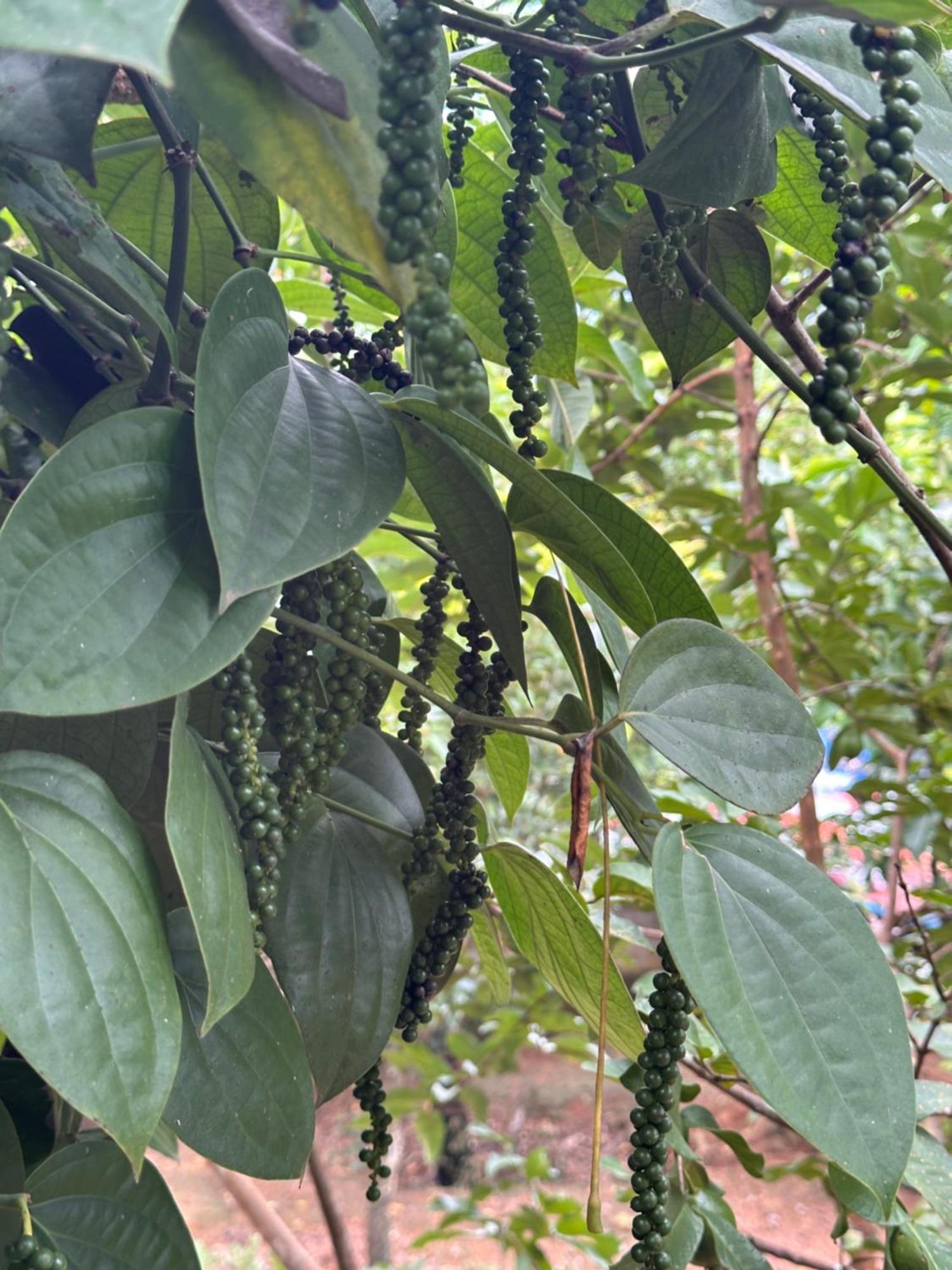 Kattil Farm Stay Varkala 特里凡得琅 外观 照片