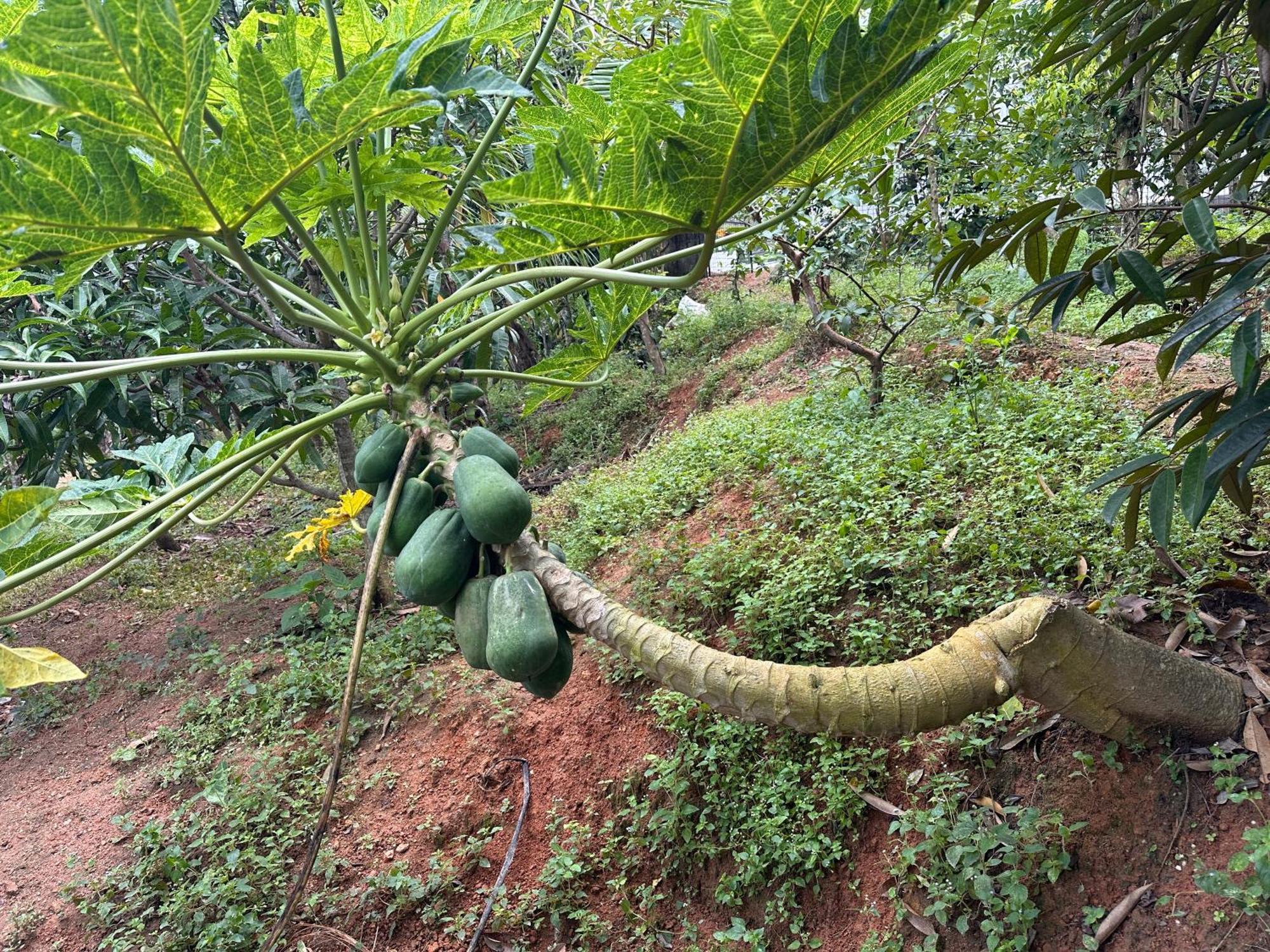 Kattil Farm Stay Varkala 特里凡得琅 外观 照片
