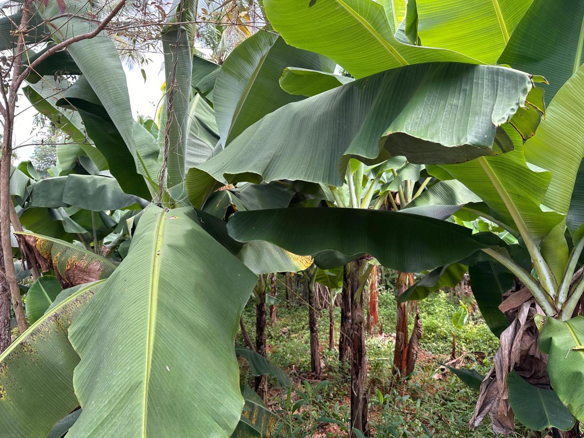Kattil Farm Stay Varkala 特里凡得琅 外观 照片