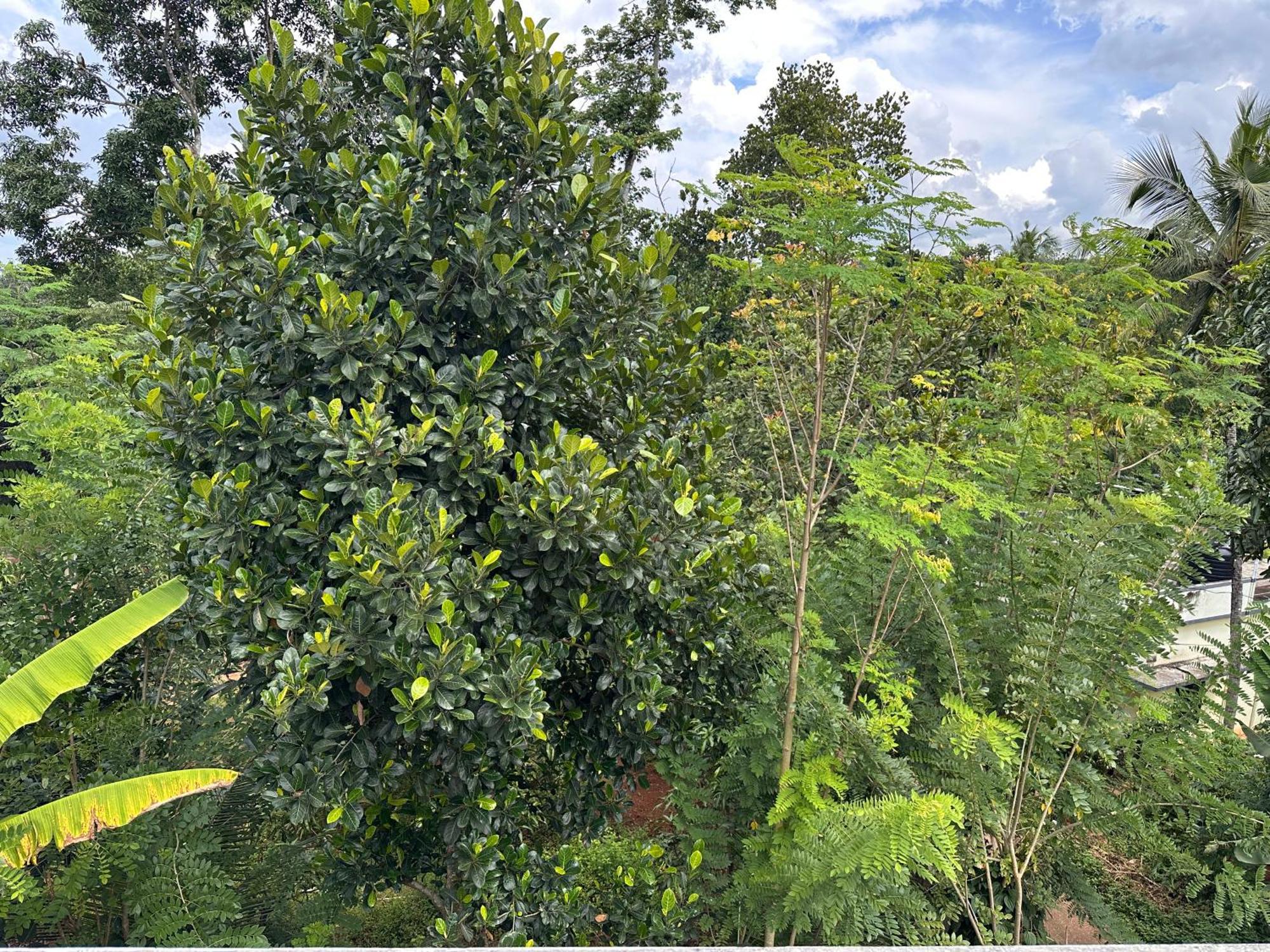 Kattil Farm Stay Varkala 特里凡得琅 外观 照片