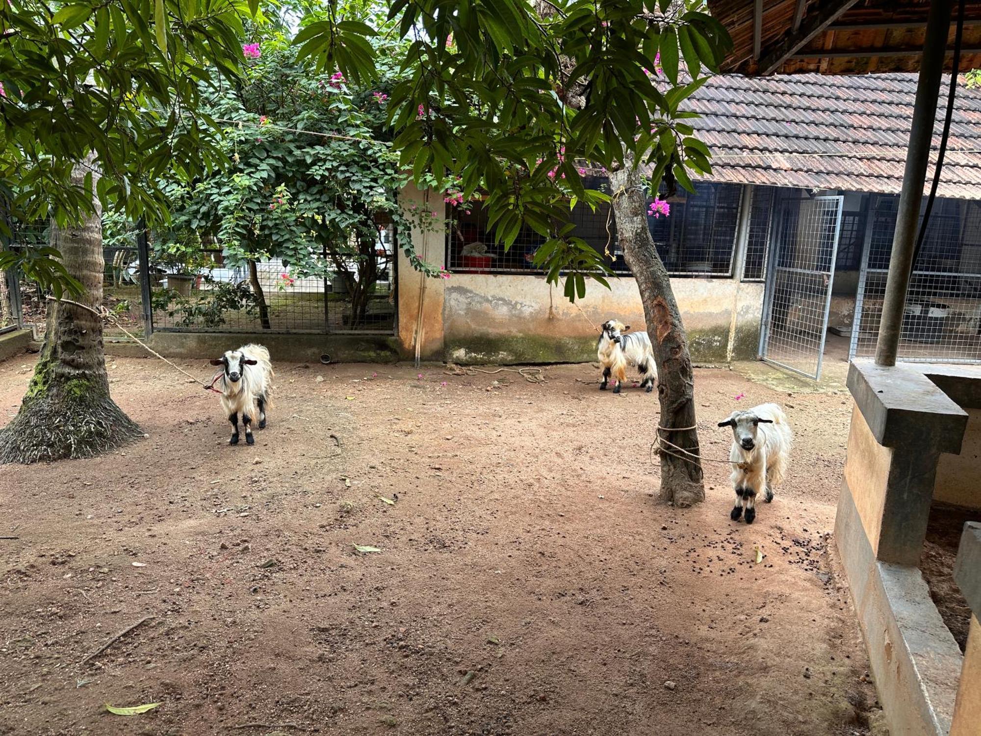 Kattil Farm Stay Varkala 特里凡得琅 外观 照片