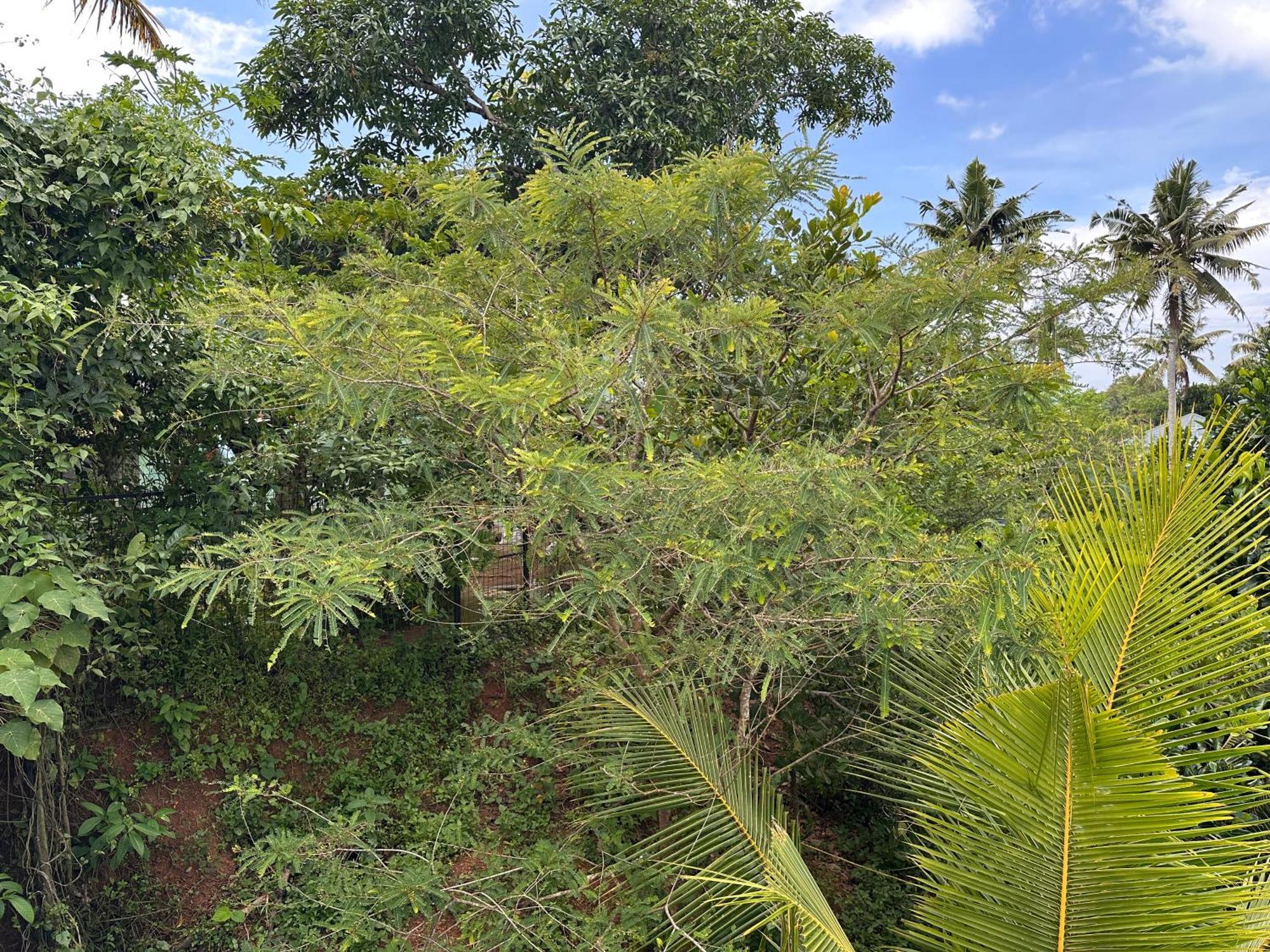 Kattil Farm Stay Varkala 特里凡得琅 外观 照片