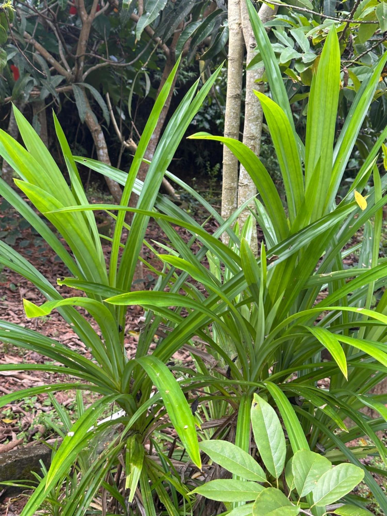 Kattil Farm Stay Varkala 特里凡得琅 外观 照片
