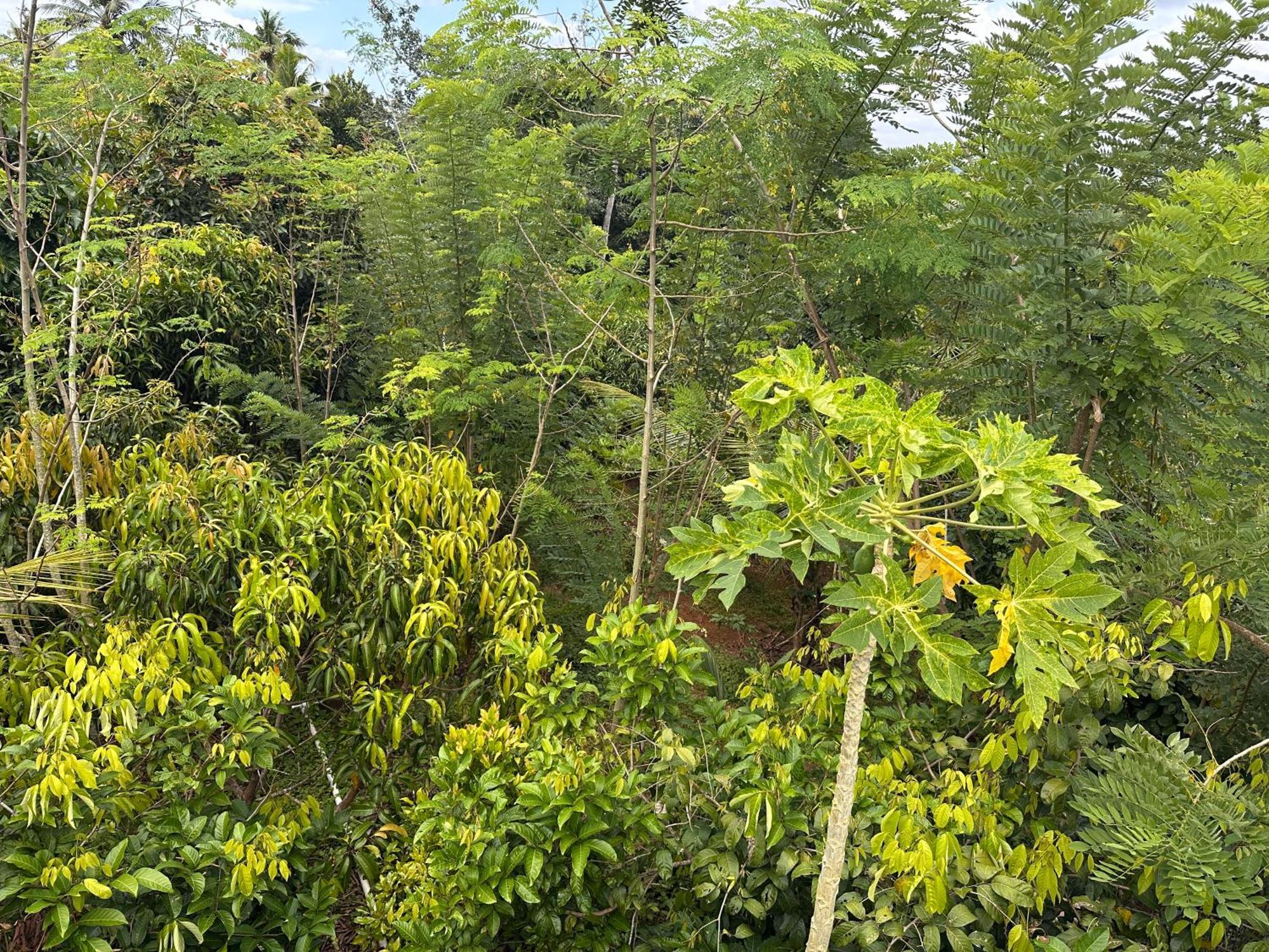 Kattil Farm Stay Varkala 特里凡得琅 外观 照片