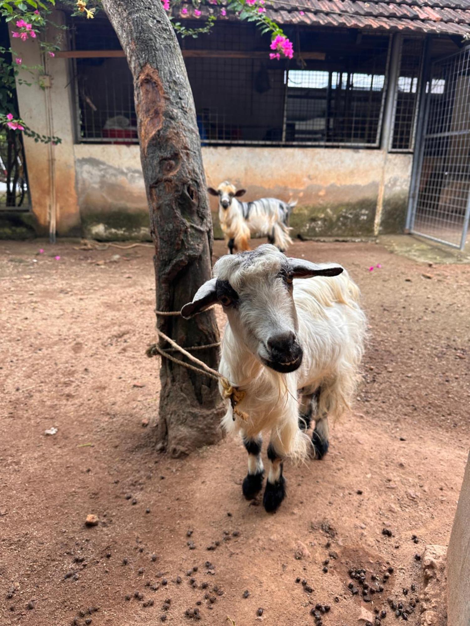 Kattil Farm Stay Varkala 特里凡得琅 外观 照片