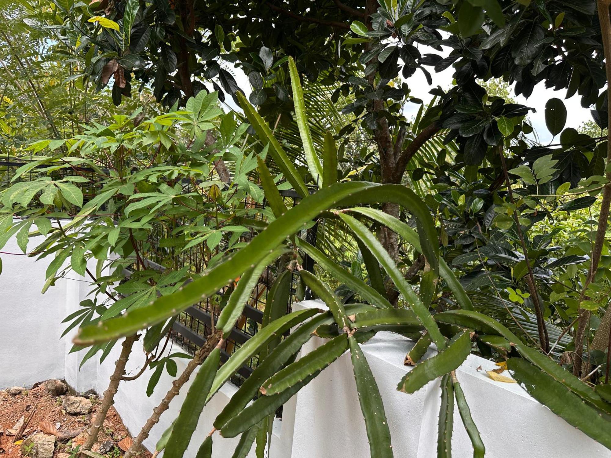Kattil Farm Stay Varkala 特里凡得琅 外观 照片