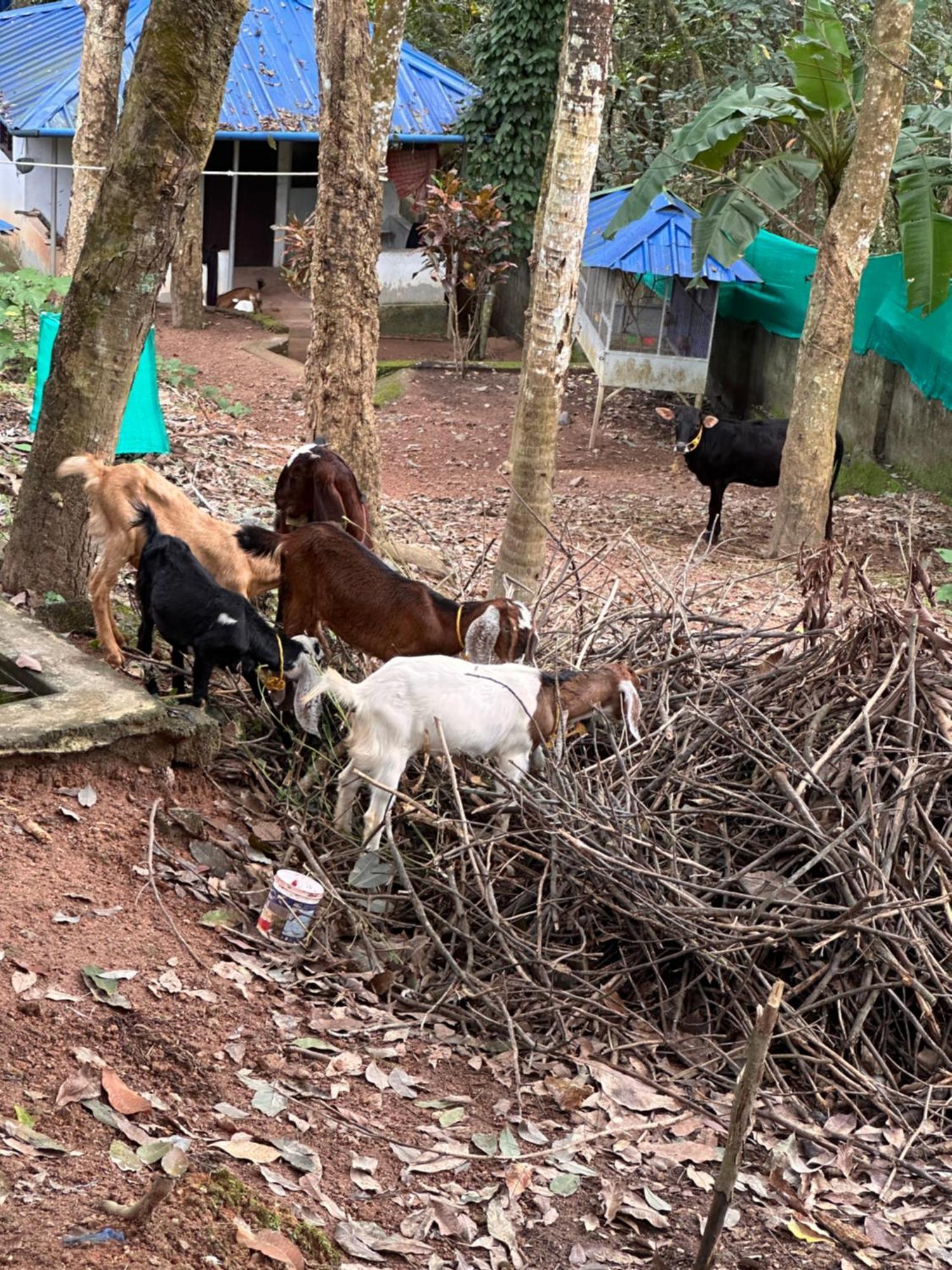 Kattil Farm Stay Varkala 特里凡得琅 外观 照片